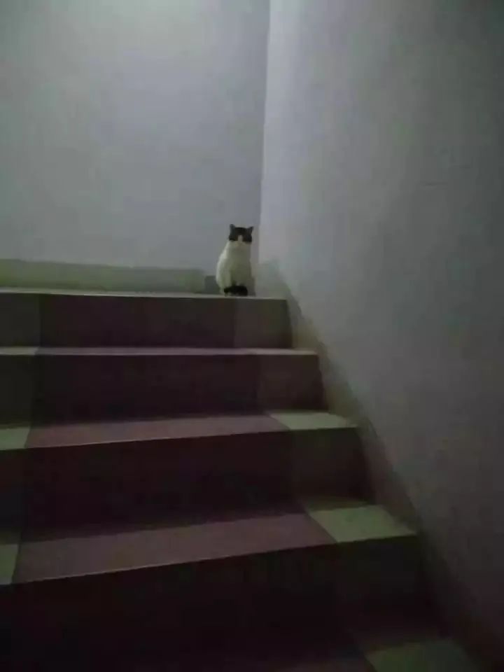 猫咪去世三年后,我才发现它也非常爱我!别错过这些猫咪爱的表示(图1) 猫咪去世三年后,我才发现它也非常爱我!别错过这些猫咪爱的表示(图1)
