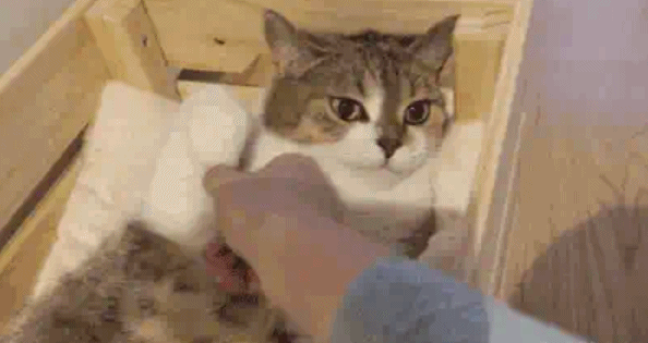 猫咪去世三年后,我才发现它也非常爱我!别错过这些猫咪爱的表示(图2) 猫咪去世三年后,我才发现它也非常爱我!别错过这些猫咪爱的表示(图2)