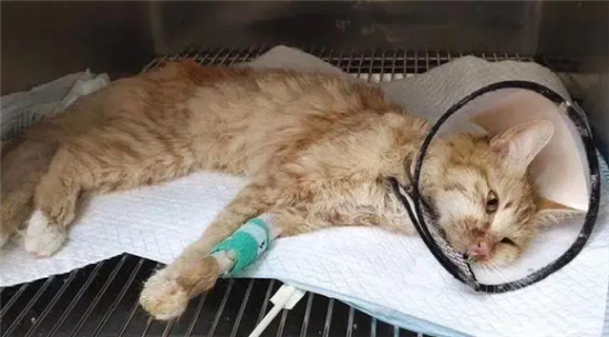 猫咪又拉又吐是什么原因
