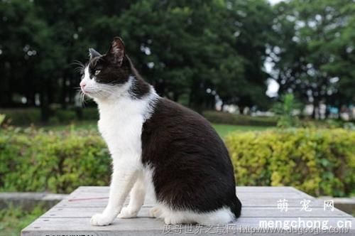 猫咪发情会变瘦吗？
