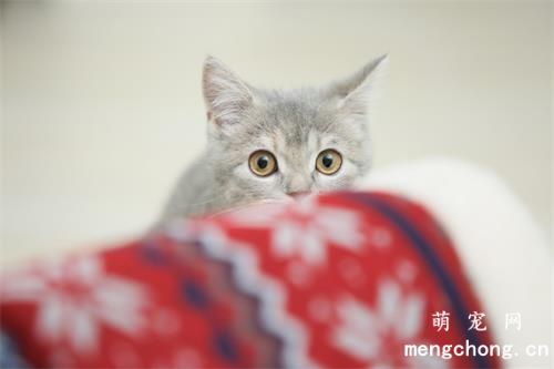 猫咪发情到底能不能吃“禁欲粉”？