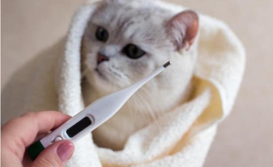 猫咪发烧吃什么药退烧