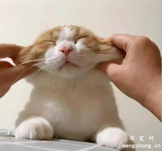 猫咪发腮的黄金期是什么时候？