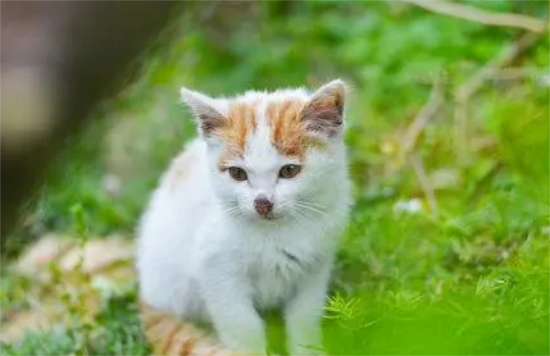 猫咪受伤,脚指头掉了块肉站不起来怎么办?