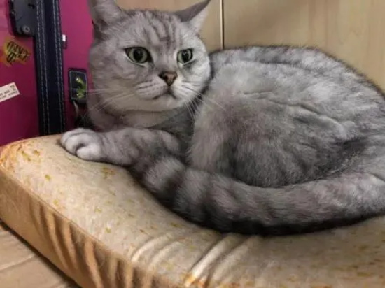 猫咪口炎怎么引起的?