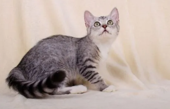猫咪口腔溃烂怎么办 猫咪口腔溃烂原因介绍