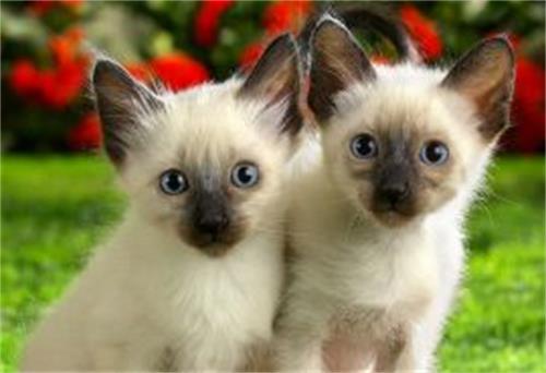 猫咪口腔溃疡的症状是什么?