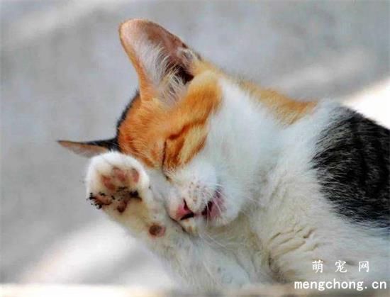 猫咪口臭的原因及检查猫咪口臭的方法