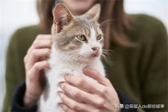 猫咪叫不出声音是什么情况？