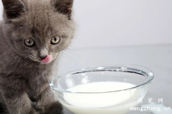 猫咪可不可以饮用纯牛奶？