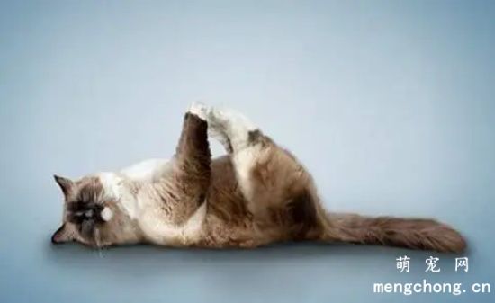 猫咪可以做瑜伽吗？