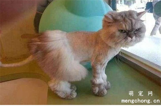 猫咪可以剃毛吗？猫咪剃毛多久能长出来？