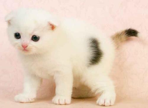猫咪可以吃人吃的羊奶粉吗?