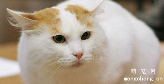 猫咪可以吃吊兰叶子吗
