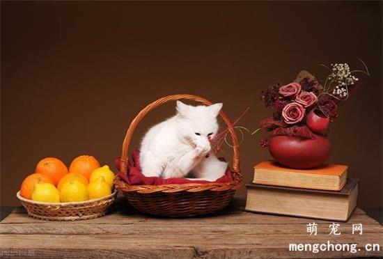 猫咪可以吃哪些水果？