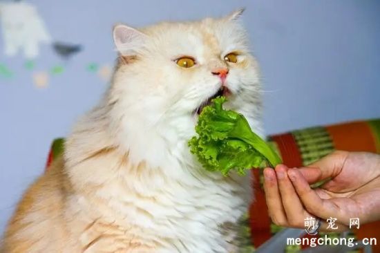 猫咪可以吃蔬菜吗？