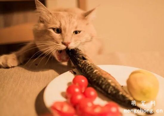 猫咪可以吃蛋糕吗