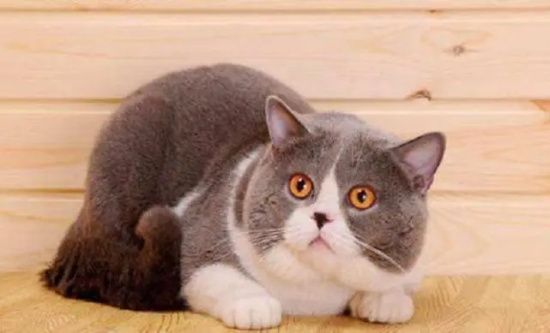 猫咪可以吃蛋糕吗为什么