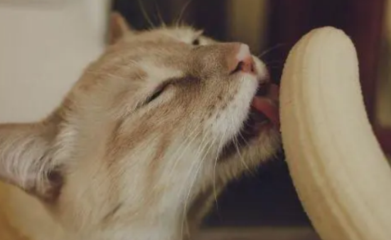 猫咪可以吃香蕉吗？一次喂多少合适？