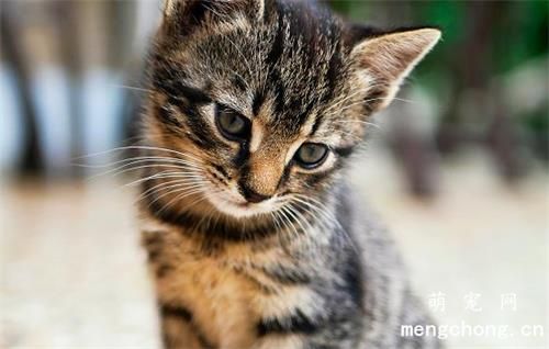猫咪可以吃鱼油吗？