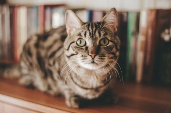猫咪可以喝糖水吗
