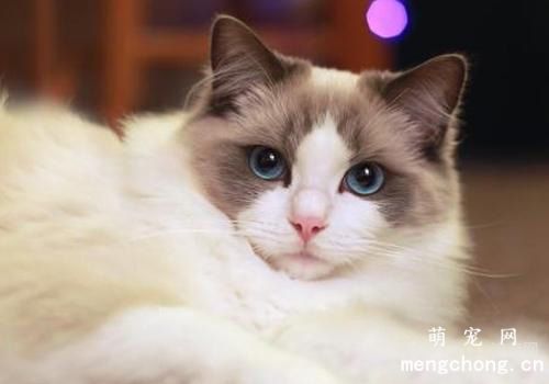 猫咪可以喝酒吗？