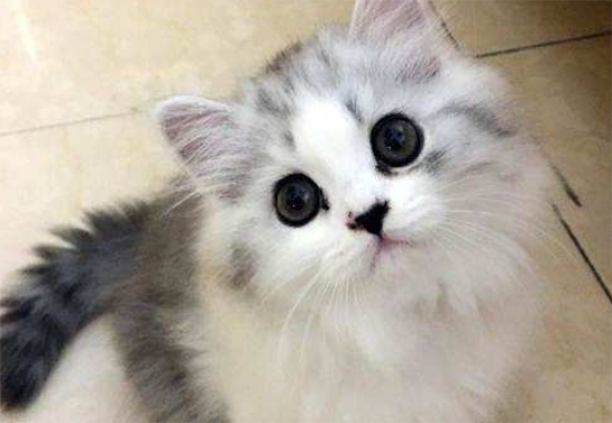 猫咪可以看得见那些颜色