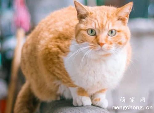 猫咪吃了体内驱虫药呕吐