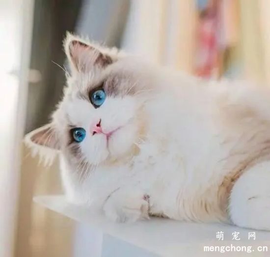 猫咪吃什么毛发比较油亮？
