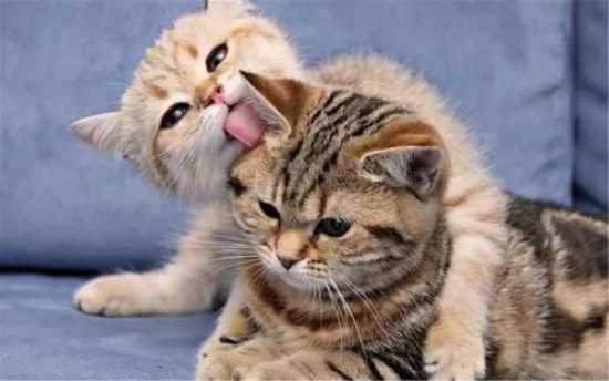 猫咪吃啥吐啥，还拉稀是怎么回事？