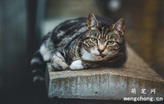猫咪吃猫砂是怎么回事