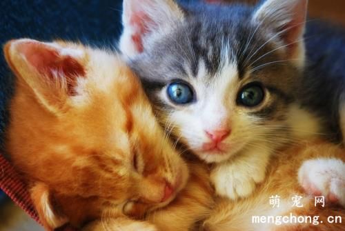 猫咪吃粮后吐猫粮是怎么回事呢？