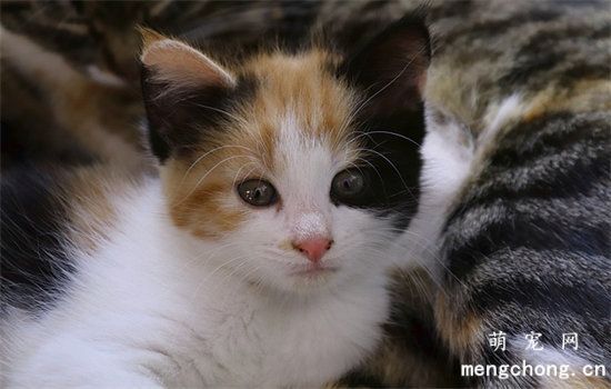 猫咪吃蒙脱石散一定要禁食吗