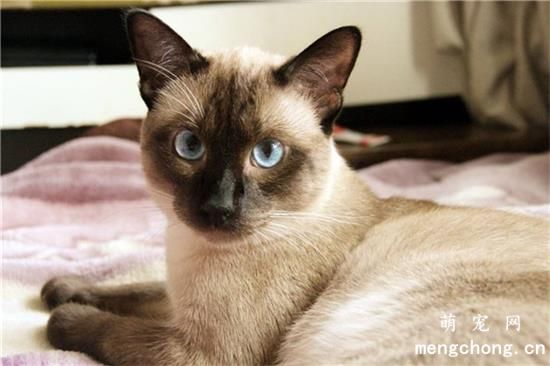 猫咪吃蒙脱石散一定要禁食吗？