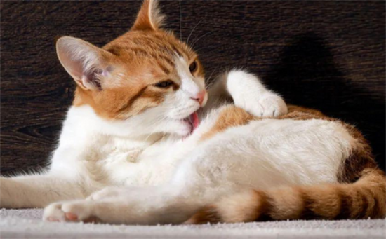 猫咪吃虾会过敏吗