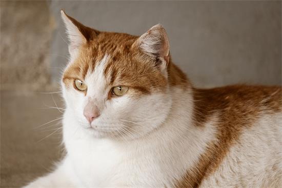 猫咪吐了一堆软化的猫粮和黄水是怎么回事？
