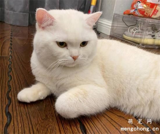 猫吐未消化的猫粮是怎么回事