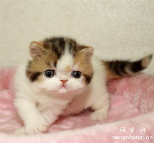 猫咪吐毛球怎么办？