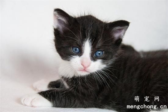 猫咪吐毛球怎么解决