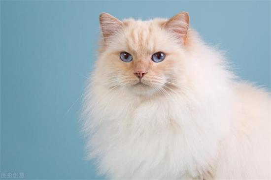 猫咪吐白沫的原因和解决办法