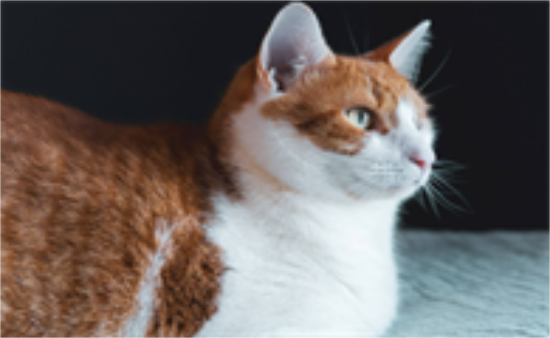 猫咪吐黄水有泡沫是怎么回事