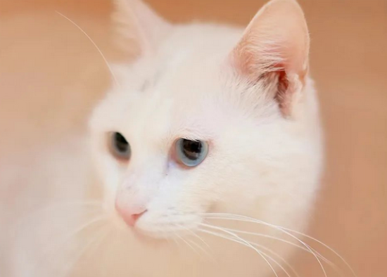猫咪吐黄水第二天死了