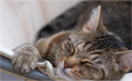 猫咪吐黄色粘稠物是怎么回事