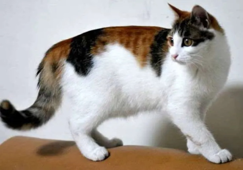 猫咪听得懂自己的名字吗？