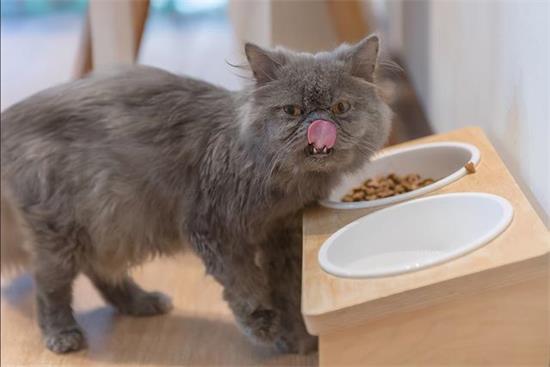 猫咪呕吐之后没精神，不吃东西怎么办？