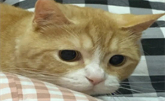 猫咪呕吐物颜色参照表