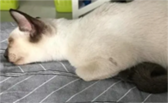 猫咪呕吐白色泡沫不吃东西怎么办