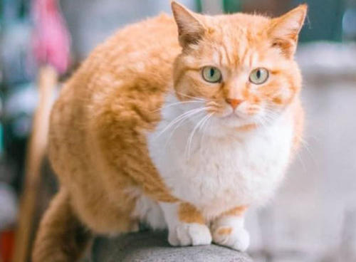 猫咪呕吐的原因你知道吗？