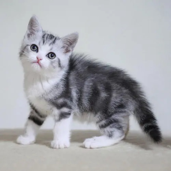 猫咪呕吐的常见原因 猫咪呕吐原因大解密