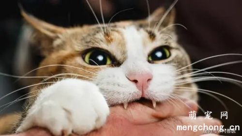 猫咪咬手怎么纠正